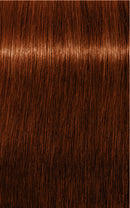 Schwarzkopf Igora Royal Absolutes 6-70 (Dark Blonde Copper Natural)